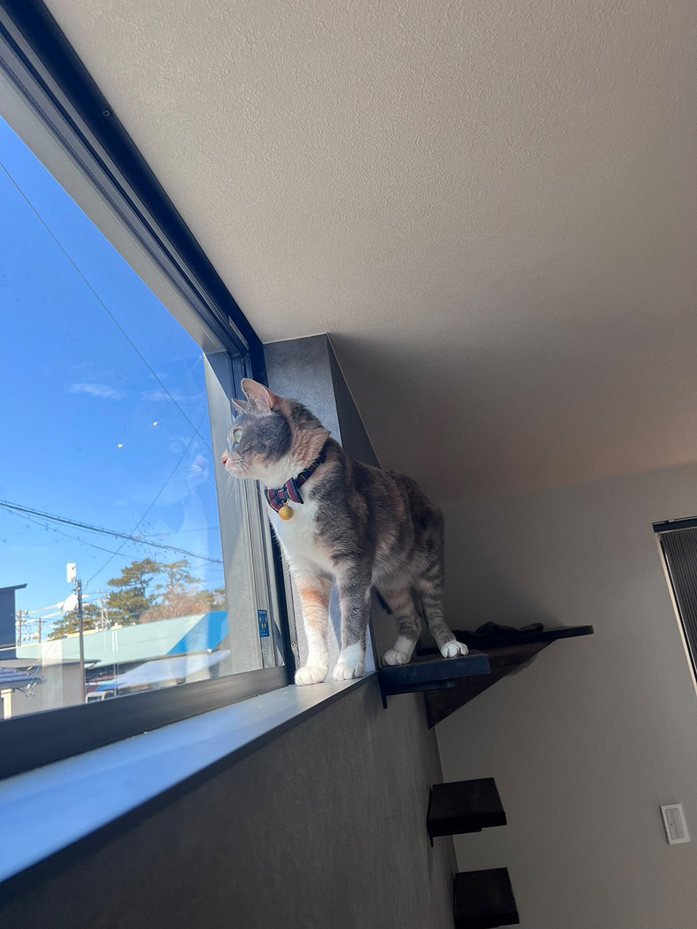 重厚感ある猫と暮らす平屋の家