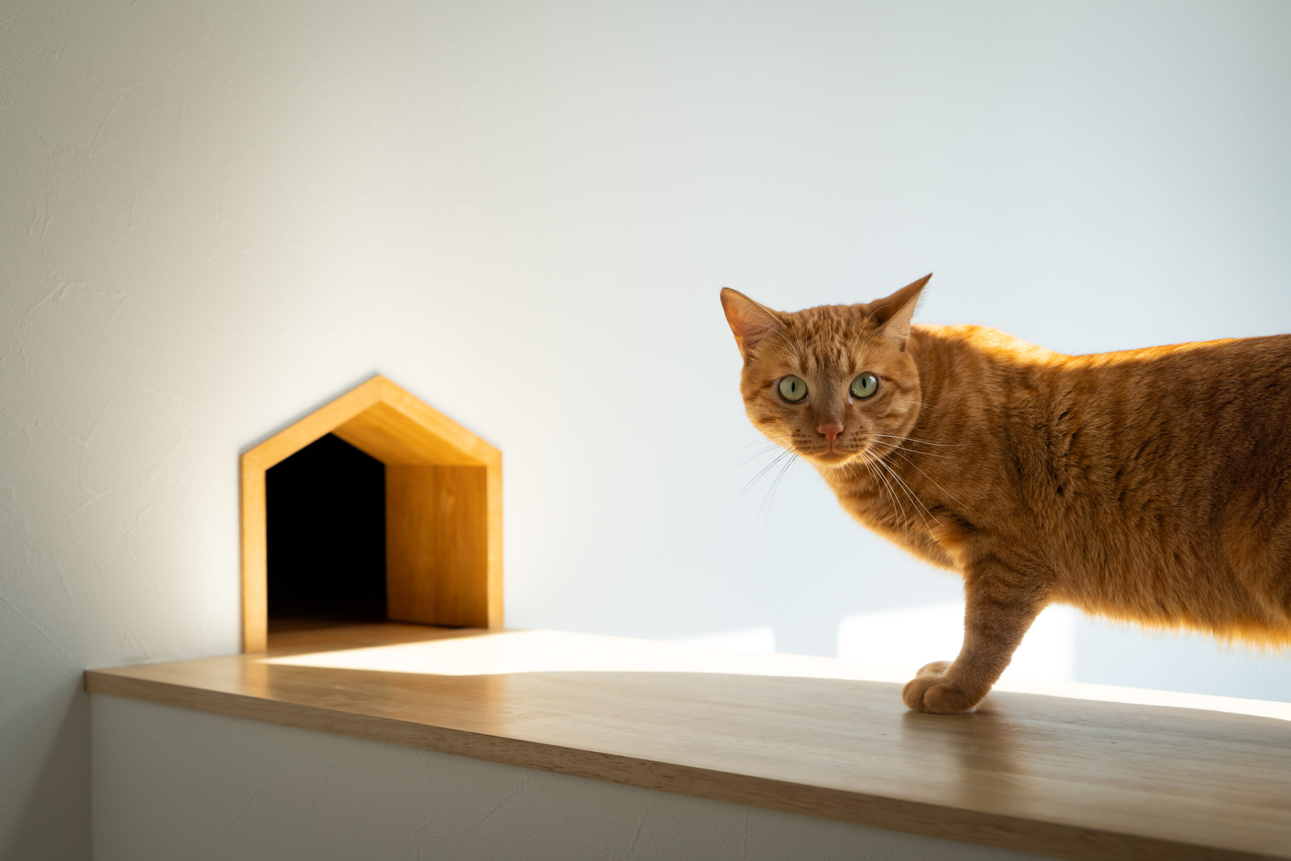【コラム】猫と快適に暮らすための家づくりの基本